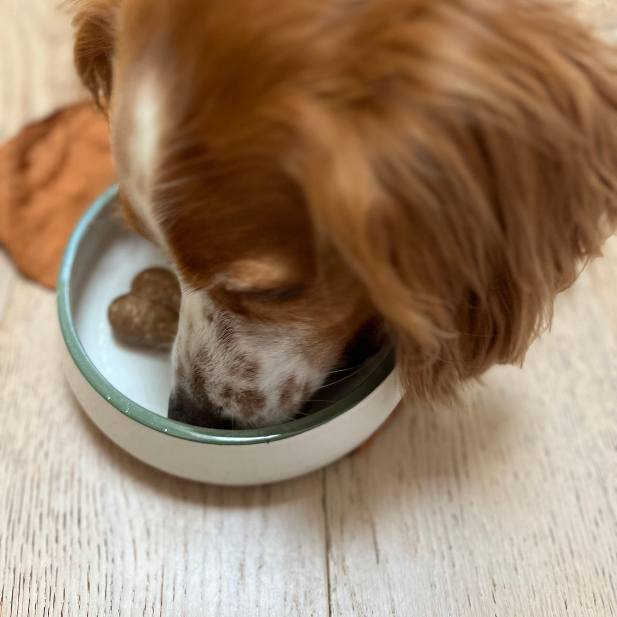 Porcelain Dog Bowl